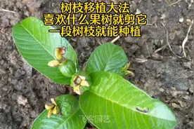 学会树枝移植法，不用买种子，喜欢什么果树剪它一段树枝就能种植视频封面
