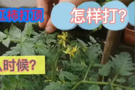 楼顶西红柿既大又多不是梦，拿起剪刀动动手，就这么简单视频封面