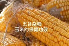 五谷代表着五脏，五谷杂粮能养五脏。玉米的保健功效视频封面