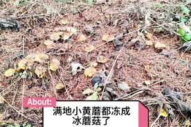 东北山沟一宿大雨出了一地冰蘑菇，11月10日，采冰蘑菇手冻得不行视频封面