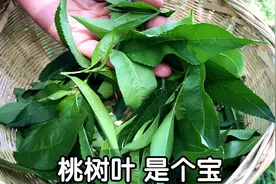 “桃树叶+胡萝卜”捣碎价值高，解决不少男女脸上烦恼，摘点回家视频封面