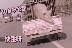 搞笑配音：跟后边100多公里，就想吃口免费的红烧肉视频封面