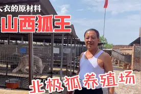 黄土高坡上还有一个北极狐养殖场？我们来看看年产值有多少呢视频封面