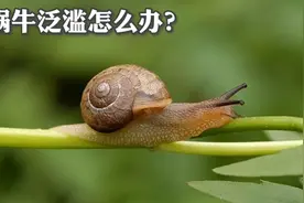 蜗牛泛滥怎么办？土里撒一把“粉”，蜗牛一个不剩，方法简单实用视频封面