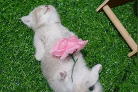 猫猫：我就睡个觉，咋都说我没了？视频封面