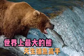 世界上最大的熊，同时还是捕鱼高手，单挑老虎不在话下视频封面