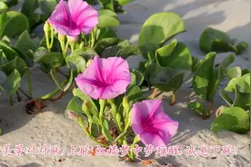 赏美景对对联，上联：红楼梦中梦难醒，诚邀下联？视频封面