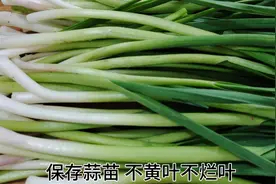 保存蒜苗，直接放冰箱就错了！教你一招，随吃随鲜，半月不黄不烂视频封面