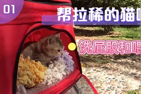 猫咪拉稀要洗屁股，预防肛门发炎，详细展示护理和喂药方式视频封面