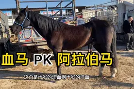 阿拉伯马和汗血马，两个品种怎么区分？今天做个对比讲解视频封面