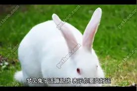 梦见兔视频封面