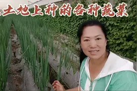 东北农村大姐，承包30多亩地种植蔬菜，种类多达11种长势喜人视频封面