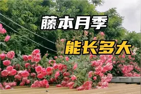 5年的藤本月季能长多大？10米的枝条只能爬房顶看花