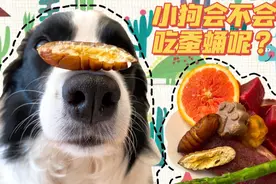 你猜小狗会吃蚕蛹嘛，还是一只会分左右的修勾视频封面