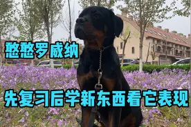 罗威纳上学，训犬师教它握手和趴下之前要先复习一下昨天的内容视频封面