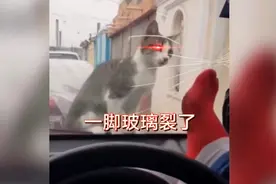 搞笑川渝方言配音：路怒症一脚踹裂玻璃，猫咪懵了！视频封面