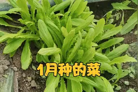 一月份可以种这4类菜，现在种，春节可以吃哟视频封面