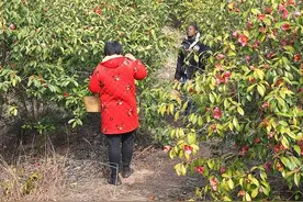 山茶花看着漂亮，做成茶花饼味道也不错~#跟着rose学做菜视频封面
