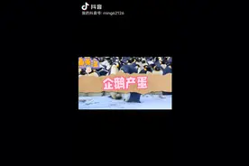 企鹅下蛋视频封面