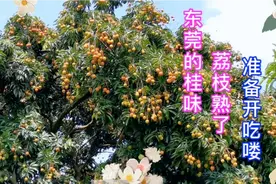 东莞的桂味荔枝熟啦，太馋人啦！看着口水都要流最想吃的荔枝品种视频封面