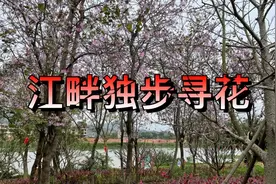 黄四娘家花满蹊，千朵万朵压枝低视频封面
