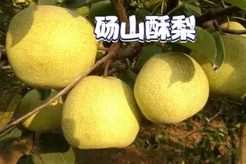 世界梨都黄河故道，正宗砀山酥梨大丰收，十天左右上市一起尝尝鲜视频封面