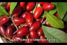 吃一粒神秘果,就可把酸檸檬變為甜檸檬，非常神奇的一种水果视频封面