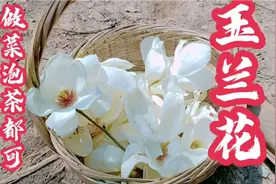 春天食花季：山里采来玉兰花炸着吃，吃不完的可以晒干泡花茶！视频封面