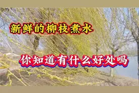 新鲜的柳枝煮水洗脚，作用真厉害，解决了很多人的烦恼，快学学视频封面