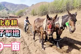 东北春耕骡子犁地90块一亩，东家满意活干的好，中午炒十个菜招待视频封面