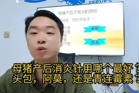 母猪产后消炎针用哪个最好？头包，阿莫，还是青连霉素？🤓🤓视频封面