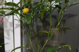 金桔落果后的修剪意见征集完毕！开剪！来看看金桔盆栽的修剪要点视频封面