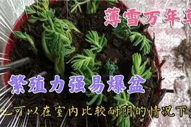 薄雪万年草耐旱又抗寒，养护简单容易爆盆，养多肉的百搭护盆草视频封面