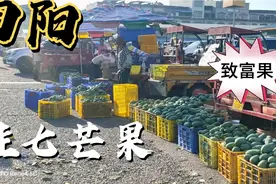 百色市田阳区桂七芒果上市，价格飞涨，成为果农的“致富果”视频封面