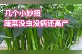 种菜不想用化肥和农药，试试这几个方法，照样种出好菜视频封面