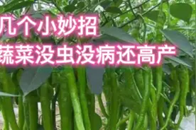 种菜不想用化肥和农药，试试这几个方法，照样种出好菜视频封面