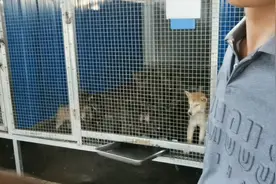 狗狗体温正常测试方法视频封面