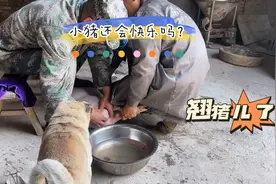 阉割50斤大的小猪是真的费劲。还好一切顺利视频封面
