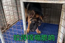 小伙买了一个大猪头骨，直接给德牧犬生吃，咬得嘎嘣脆响视频封面