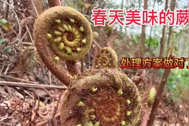春天美味的蕨菜，处理方案不可少视频封面