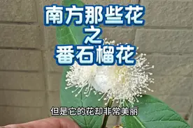 带你认识南方那些花，番石榴花是什么样的？视频封面