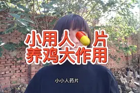 自己养鸡几十只，人用药可以解决大问题，来看看怎么用视频封面