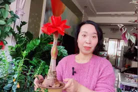 朱顶红几月份叶子全部剪掉？视频封面