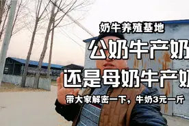 奶牛养殖基地，公牛产奶还是母牛产奶带大家解密一下，牛奶3元斤视频封面