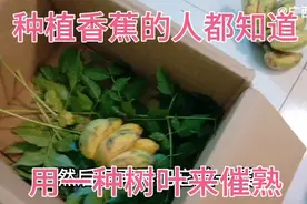 种植香蕉的人都知道，用一种树叶来催熟，又香又软很好吃。视频封面