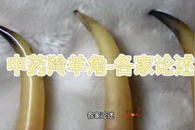 中药羚羊角-各家论述。中药，中草药。@古中医张峰 @西瓜知识视频封面