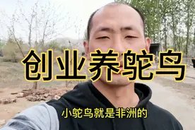 农村小伙养了几十只小鸵鸟，每天都喂它们吃这个，长的太快了视频封面