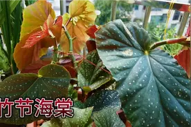 从现在开始，就要为竹节海棠的过冬做准备，看看我是怎样做的。视频封面