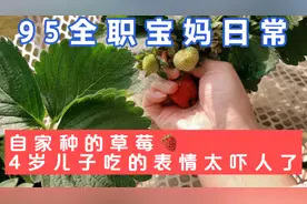 广东95宝妈：狗🐶宝宝吃了草莓🍓那表情太过夸张，逗乐全场视频封面