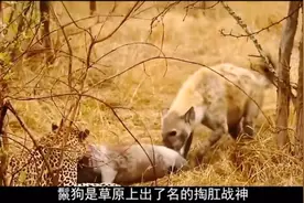 非洲二哥动物百科视频封面